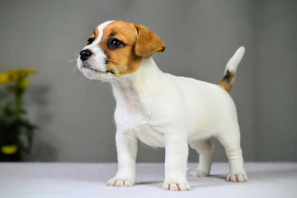 YASMIN – rasowy Jack Russell Terrier, suczka, rodowód ZKwP/FCI