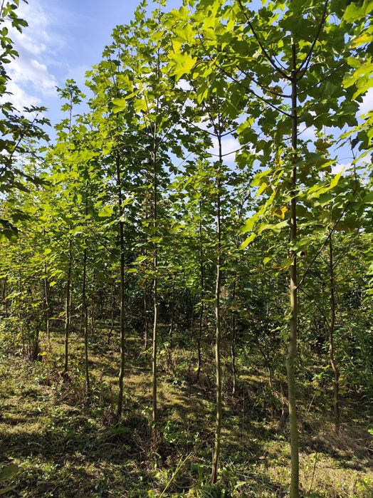 Klon jawor, Acer pseudoplatanus obwód pnia 8-10 cm