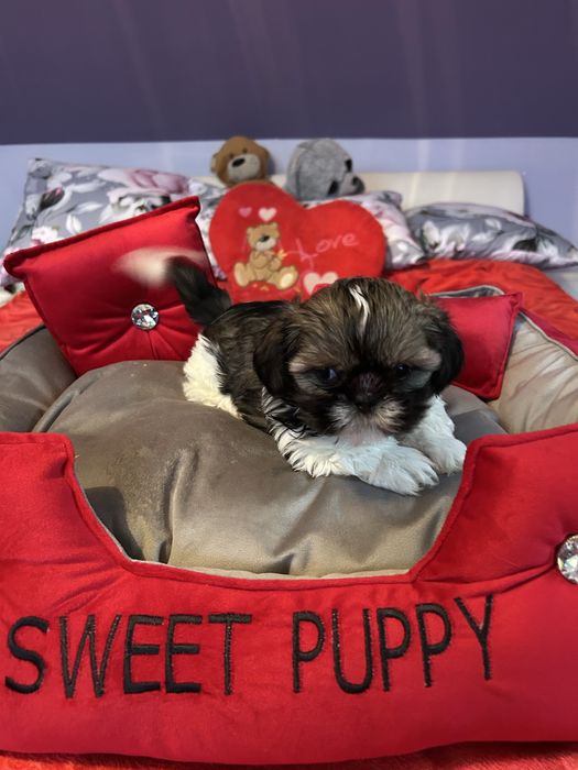 Shih Tzu suczka tricolor