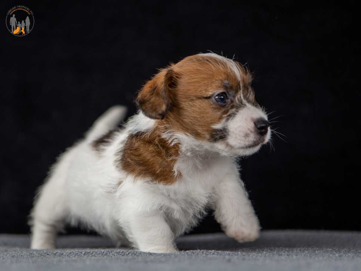 Jack Russell Terrier ZKwP FCI