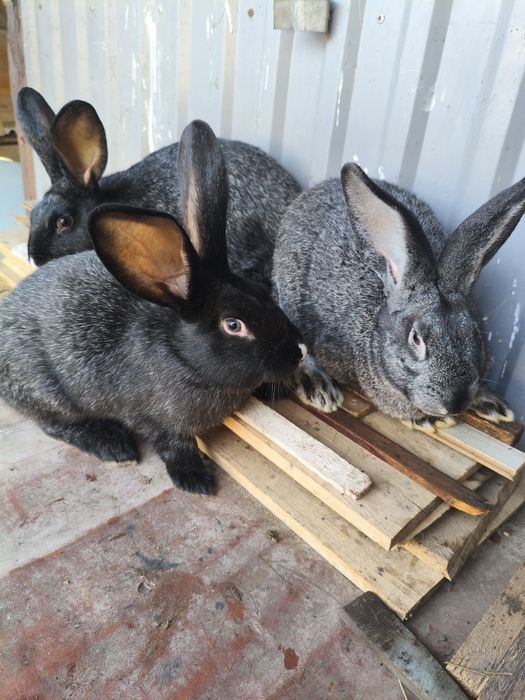 Кролі. Молоді самці.