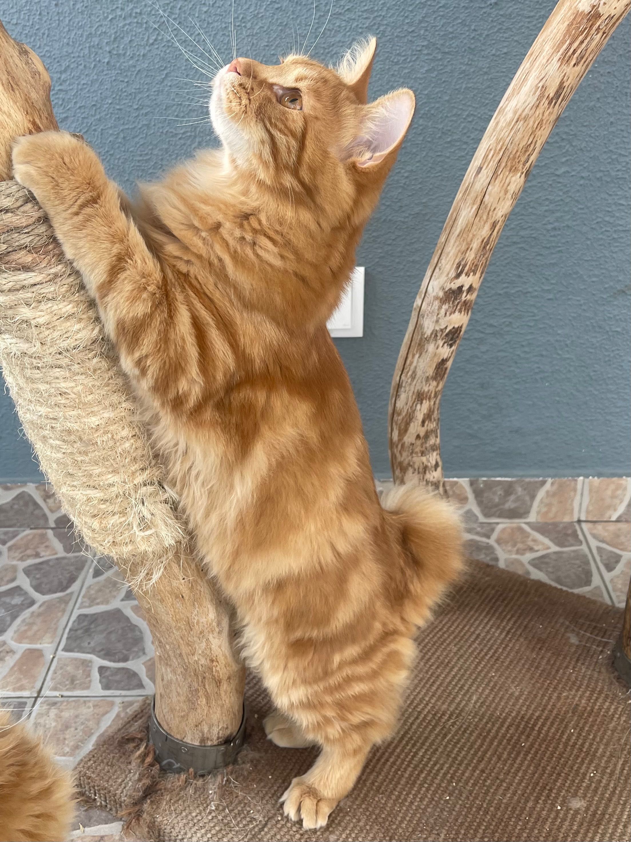 Kurilien Bobtail