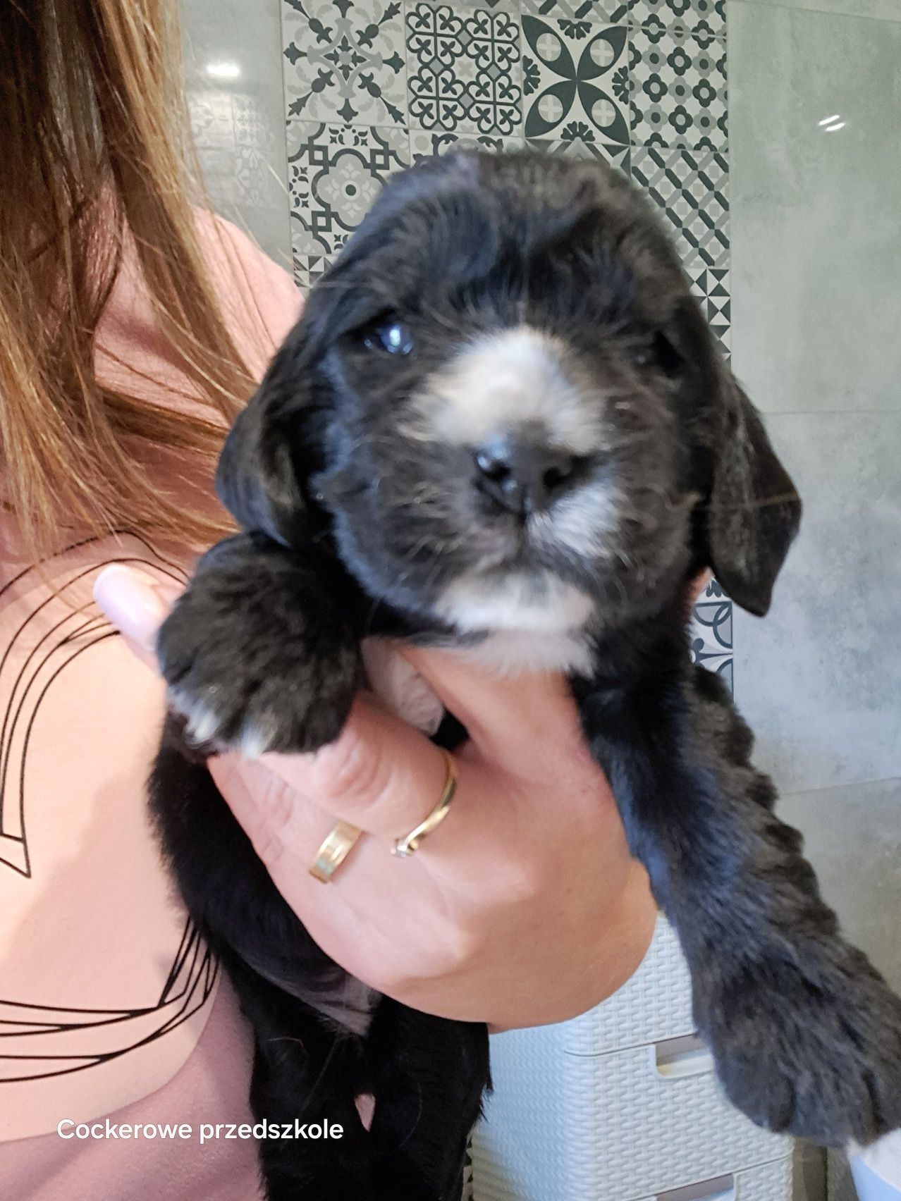 Cocker spaniel angielski