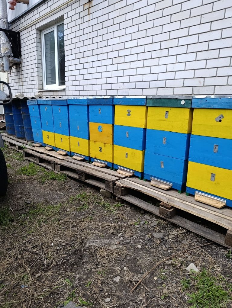 Обладнання для пасіки