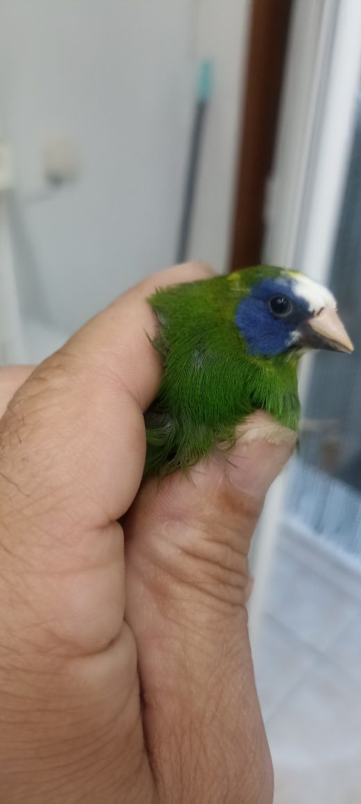 Diamante gould e exóticos