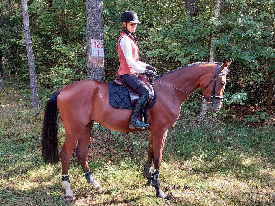 Wałach 6l. SP siodło zaprzęg skoki