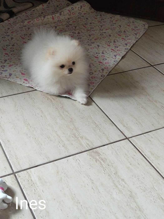 Szczeniak Ines ZHPR UCI Gotowy do odbioru