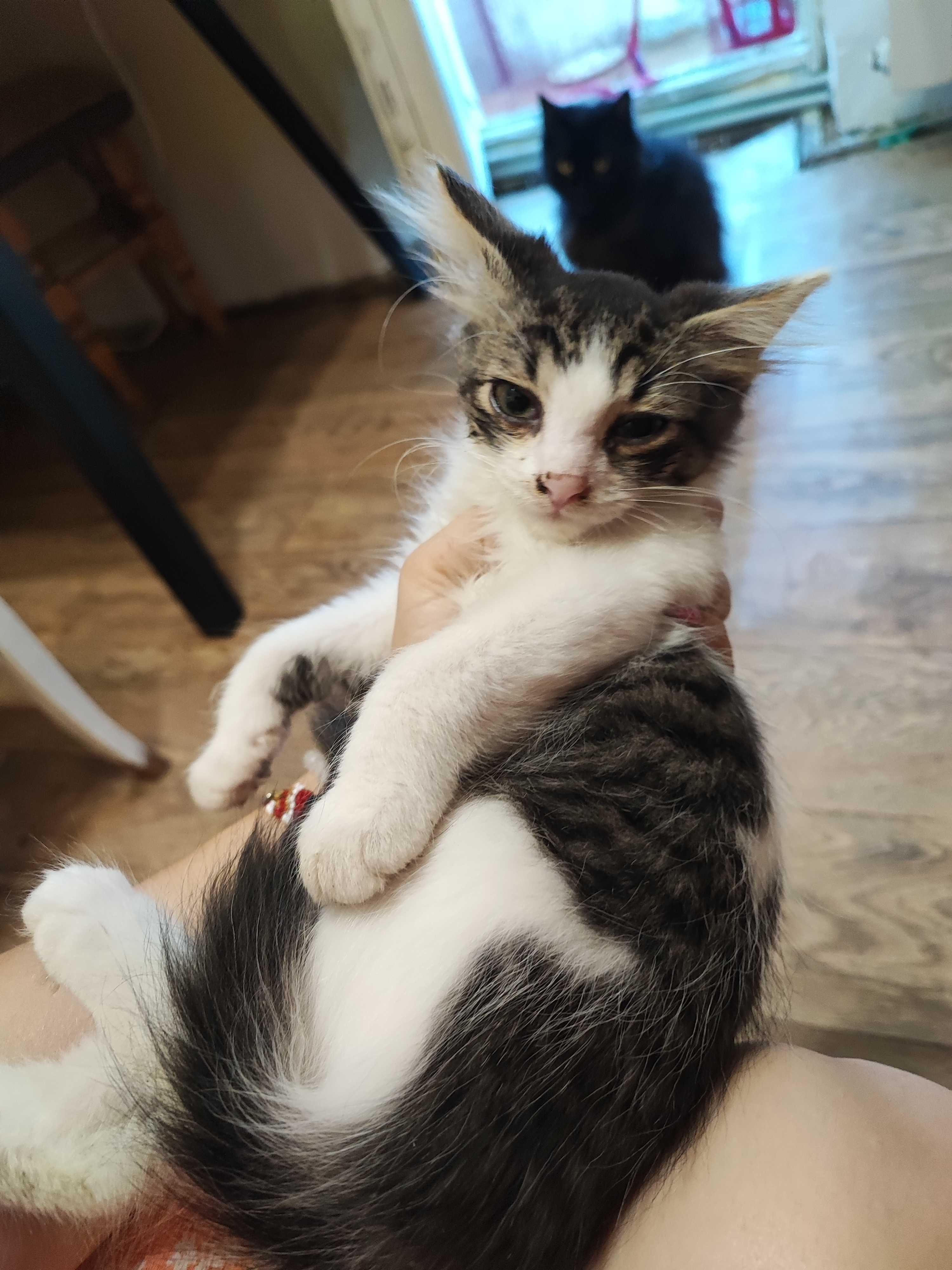 Котики безкоштовно