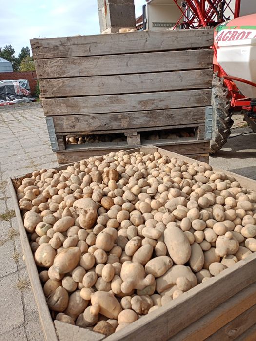Ziemniak odpadowy 10zl- 100 kg