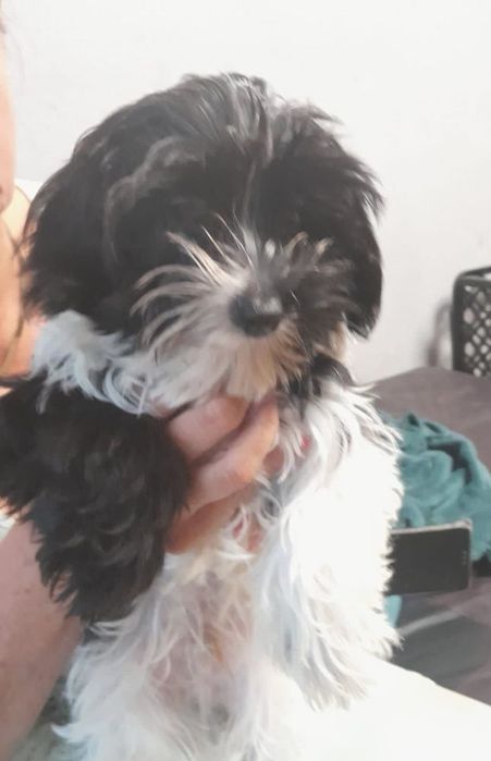 Piekny Yorkie-poo