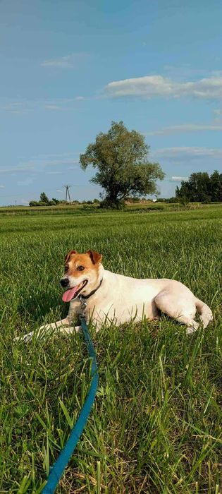 Łatek- szuka domu choć nigdy go nie miał...