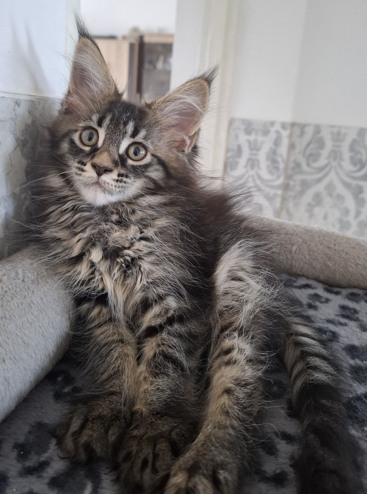 Kotka Maine Coon