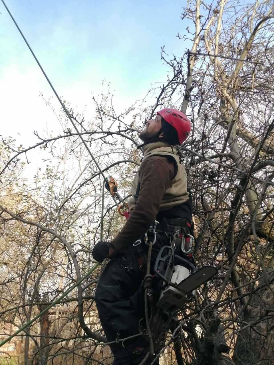 Видалення, Обрізка Дерев. Удаление обрезка деревьев. Спилить дерево