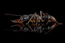 Harpegnathos venato​r Kolonia Mrówek do Hodowli w Formikarium