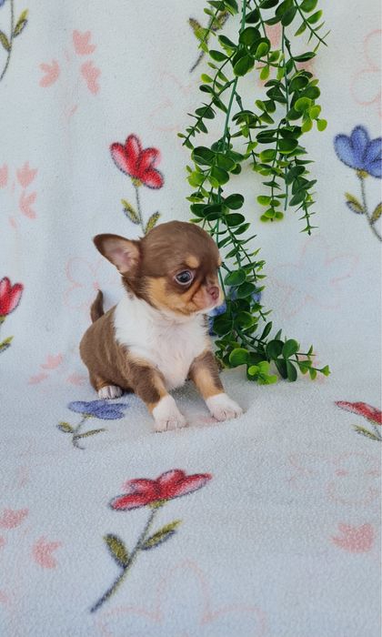 Excecional menina semi pelo Chihuahua/chihuahua de Qualidade