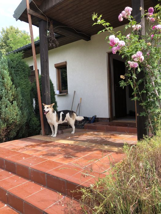 Jacky szuka najlepszego domu