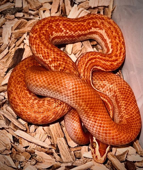 Boaedon fuliginosus - wąż mahoniowy