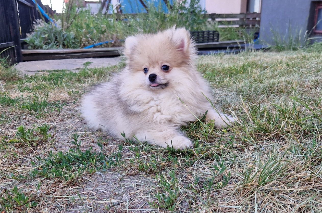Pomeranian szpic miniaturowy