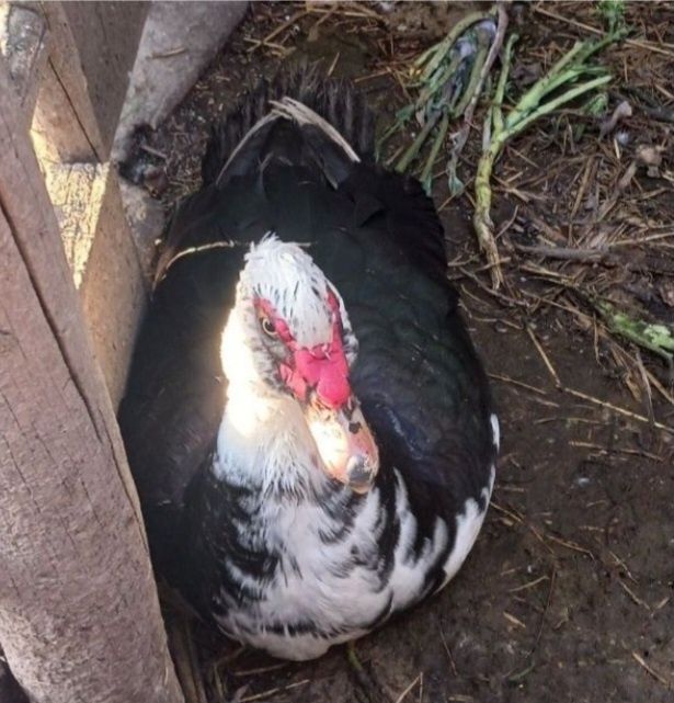 Casal de patos mudos reprodutor