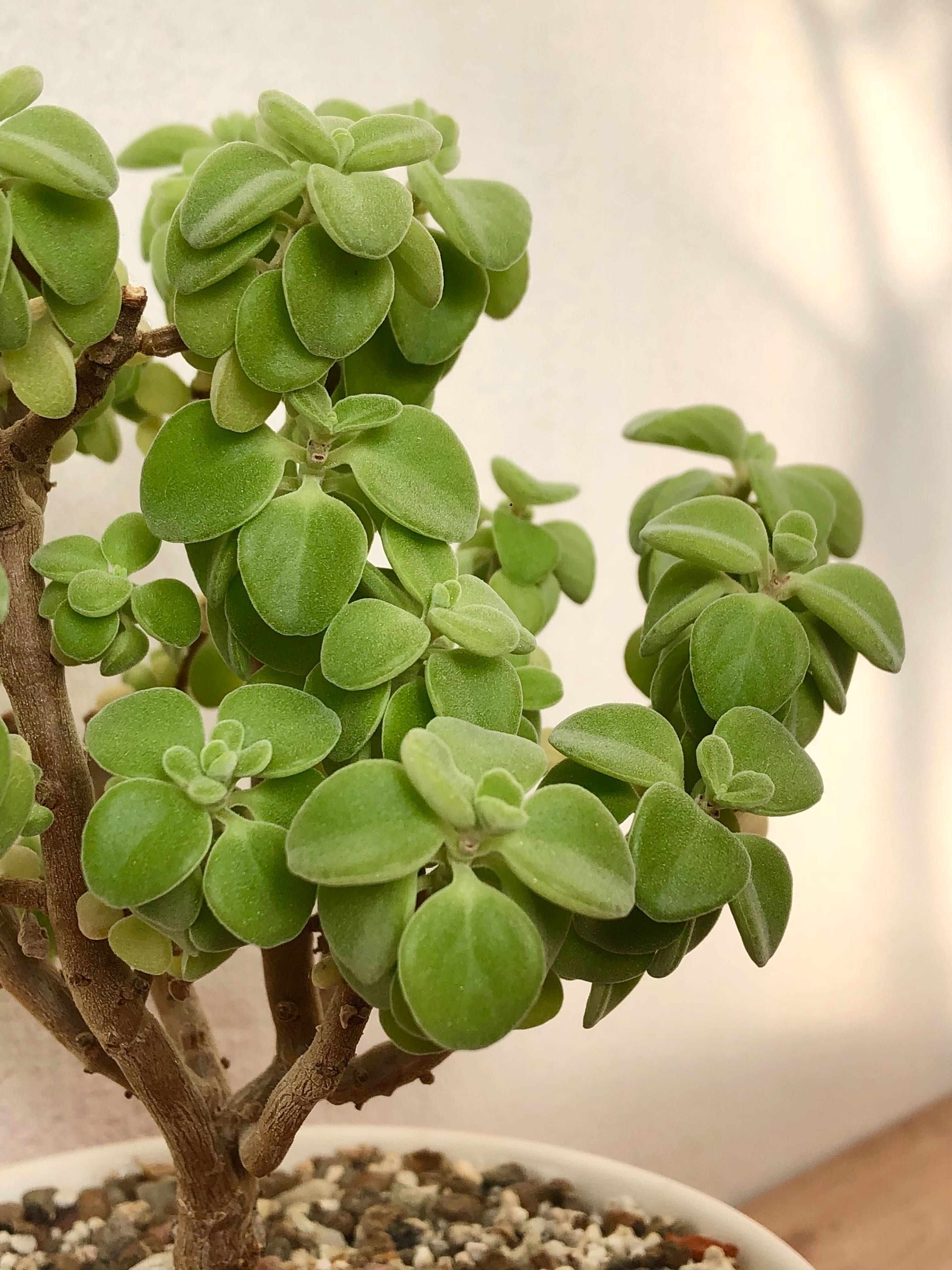 Сукулент Plectranthus socotranus