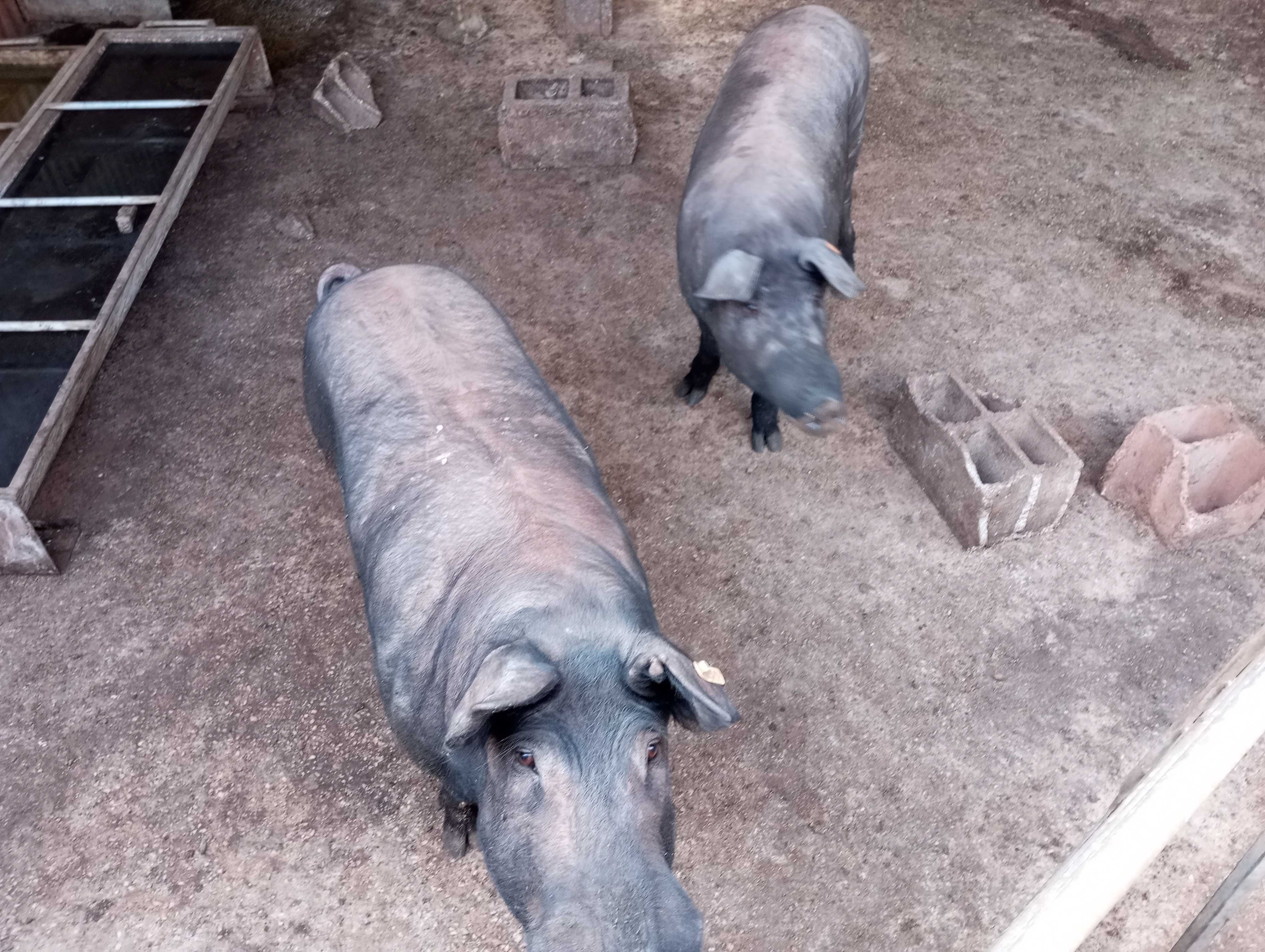 leitões cruzados pietran/Duroc, porcos pretos