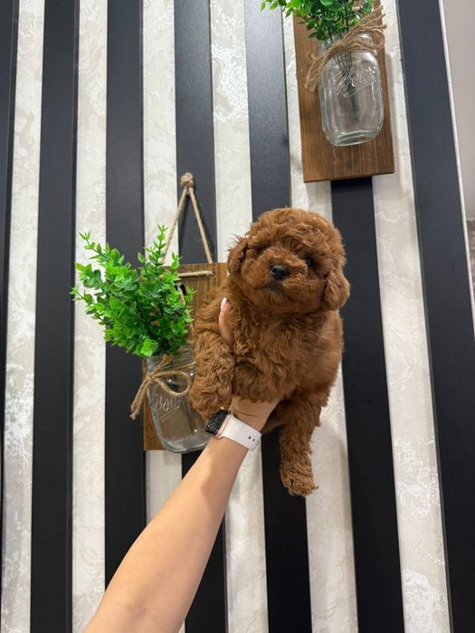 Крута дівчинка той пудель,