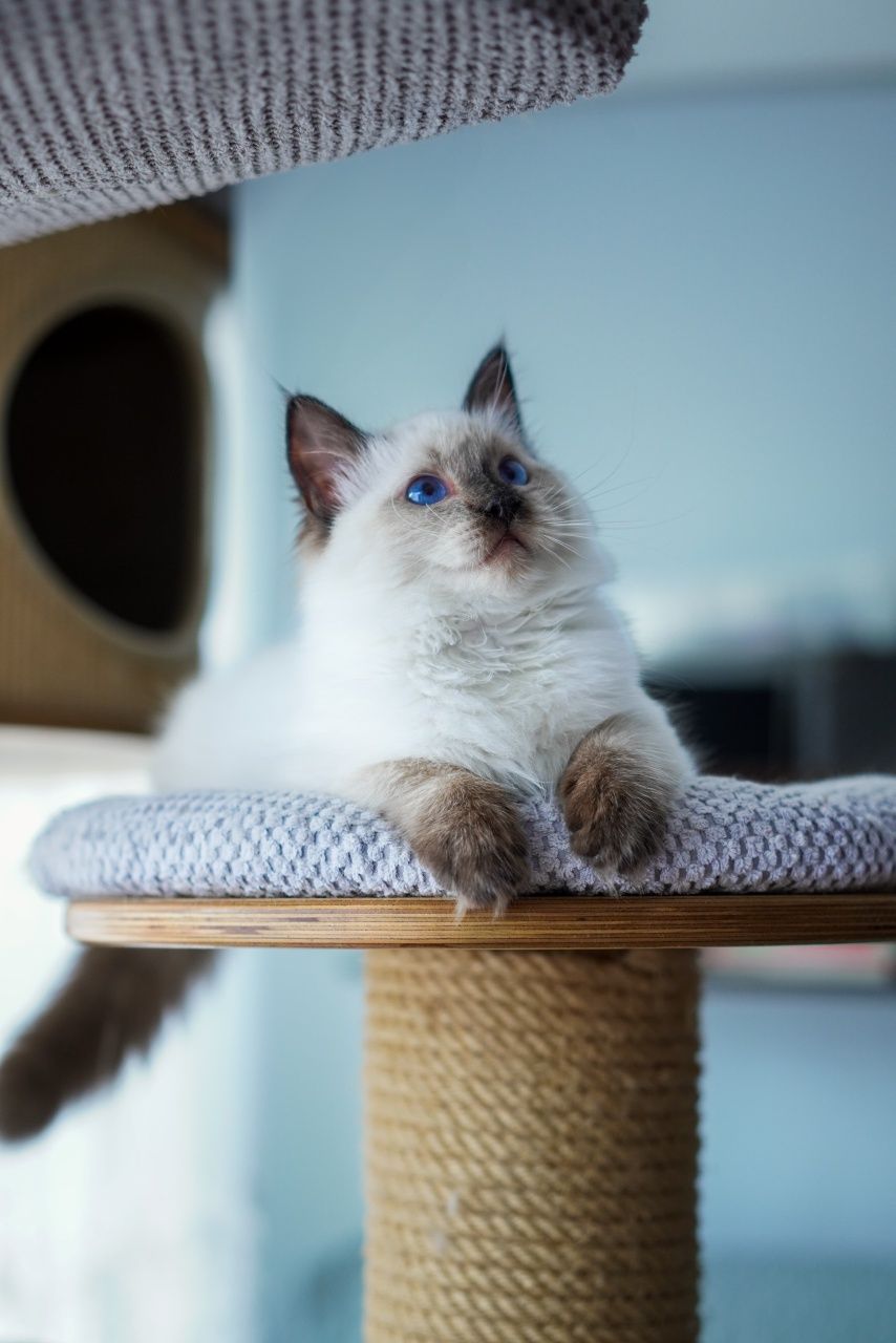 Kotka ragdoll gotowa do odbioru