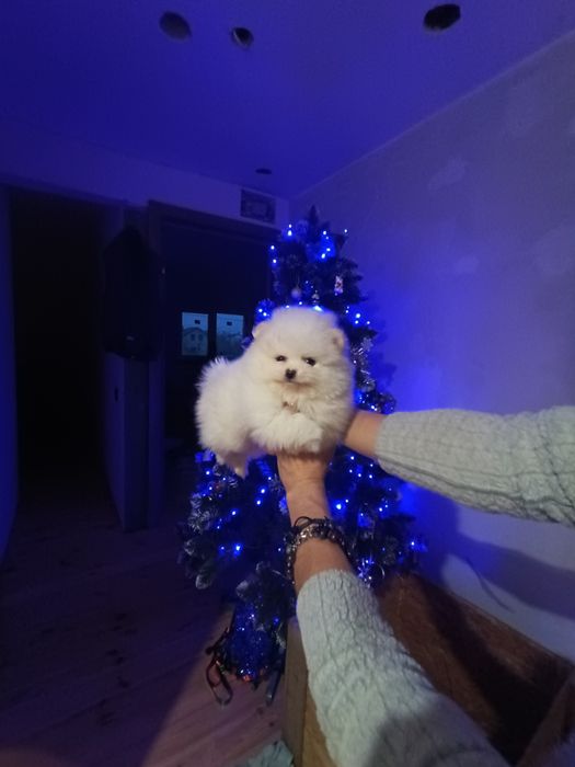 Шпіцулі зі Львова дівчатка!