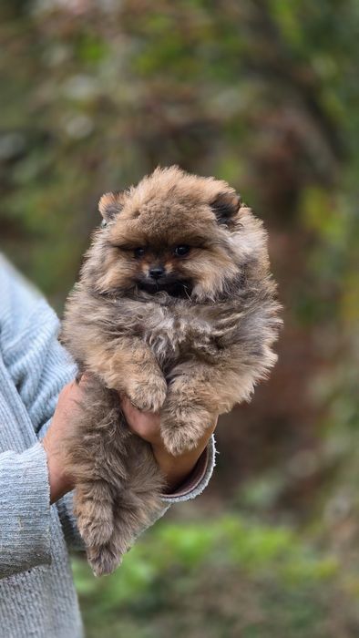 Pomeranian uroczy piesek