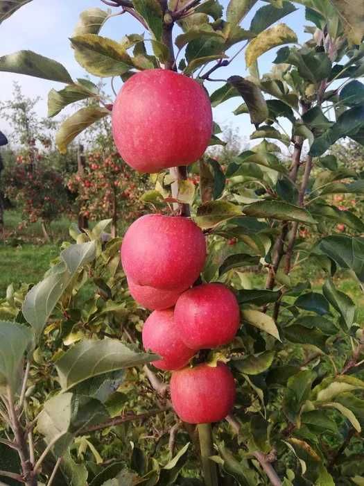 Jabłka, Sprzedaż jabłek z własnego sadu, hurt detal Promocyjna cena