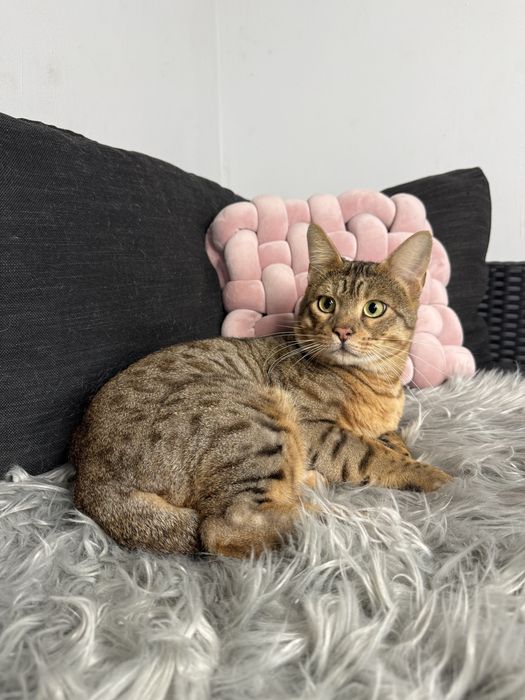 Велетень Тео Саванна Ф5