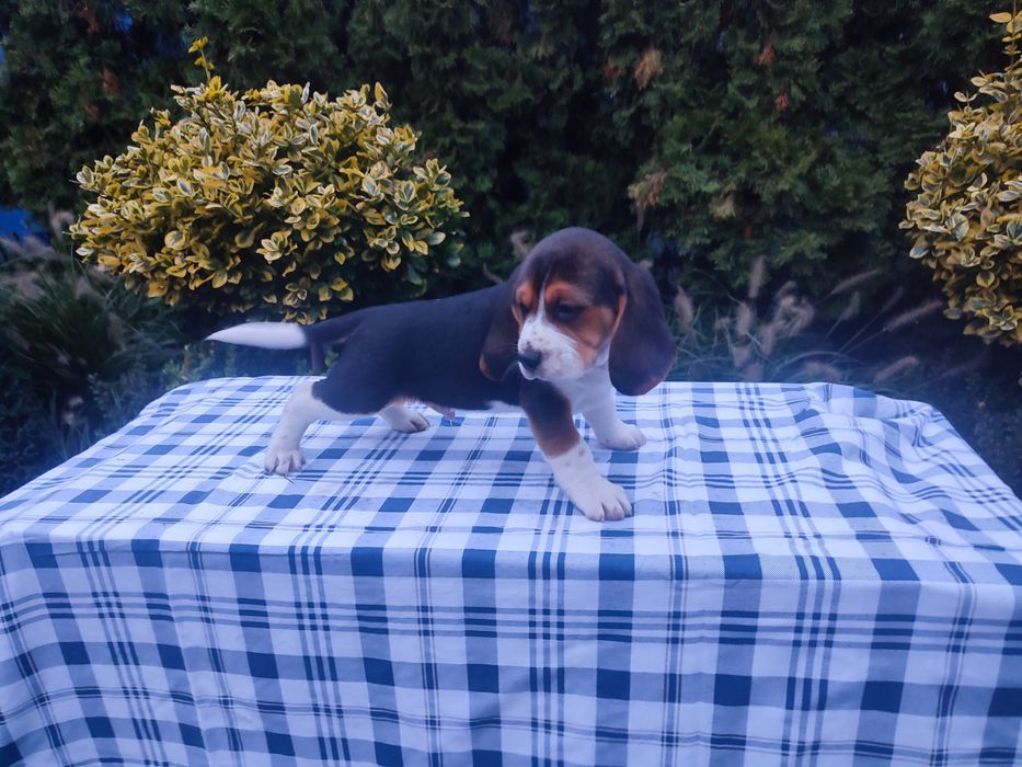 Beagle piesek szczeniak