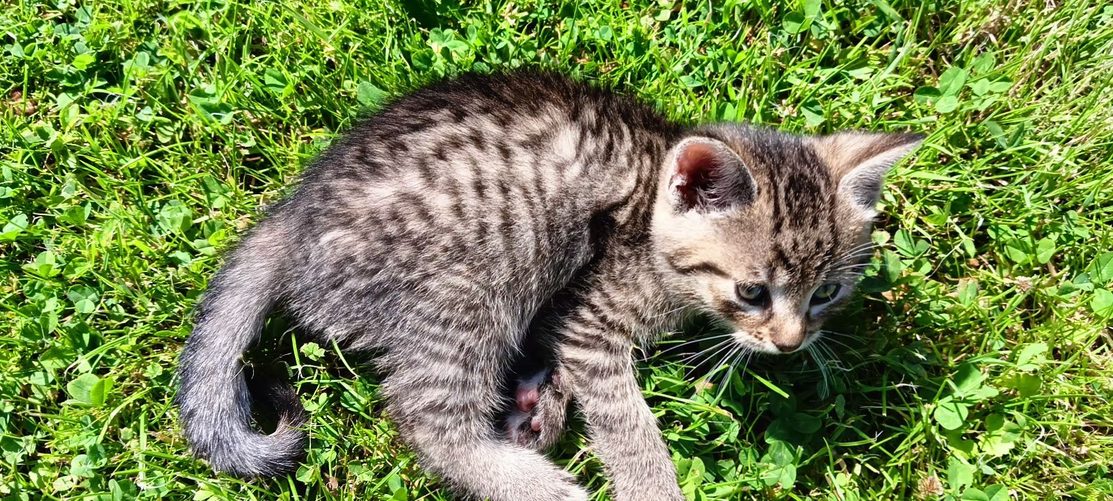 Kotki do adopcji