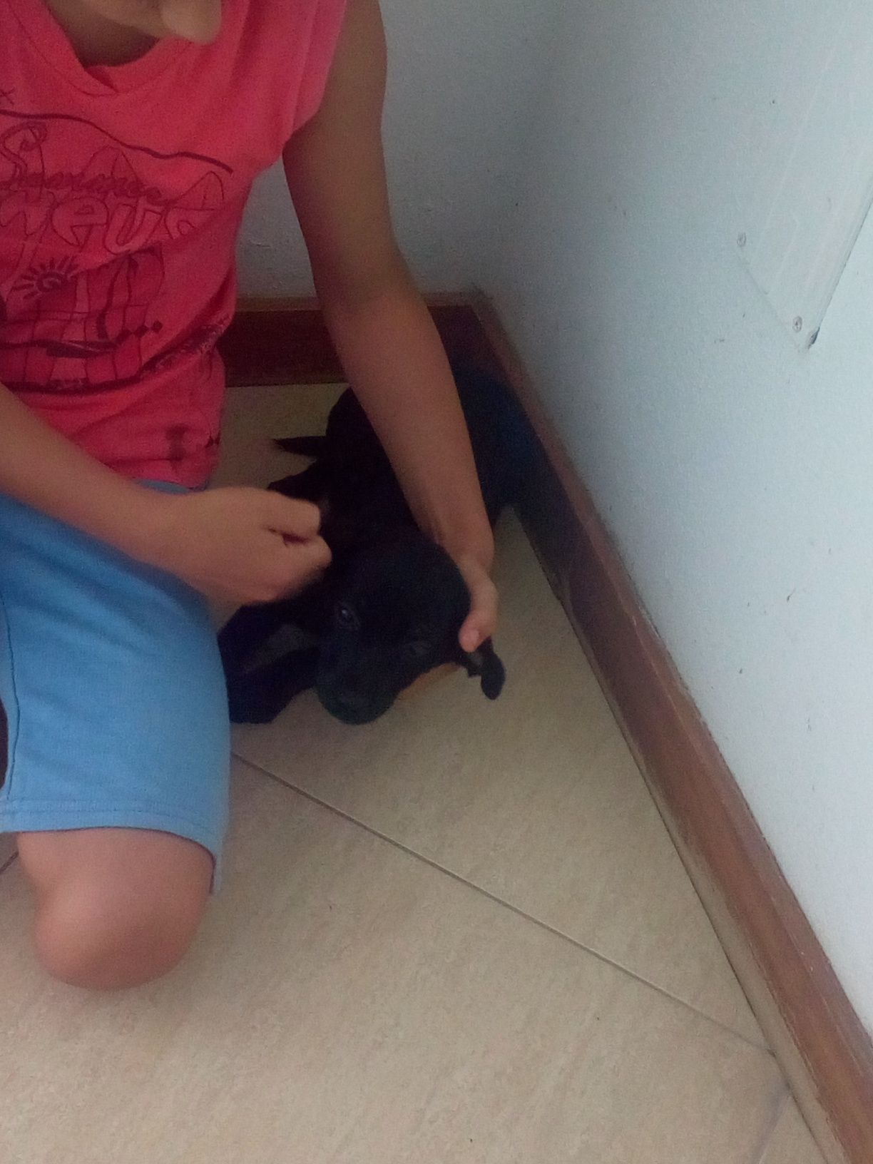 Cadelinha fofinha