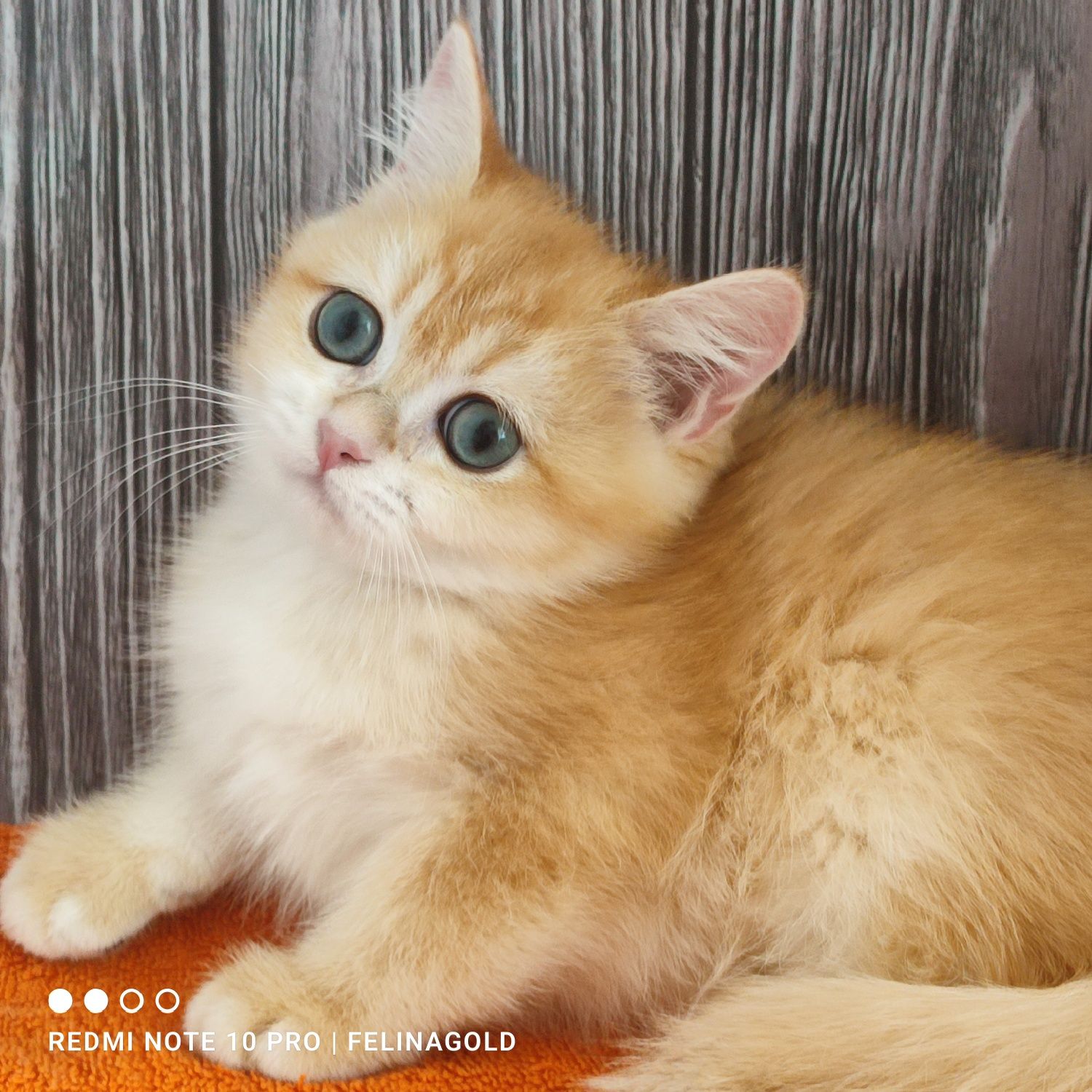Британський золотий котик