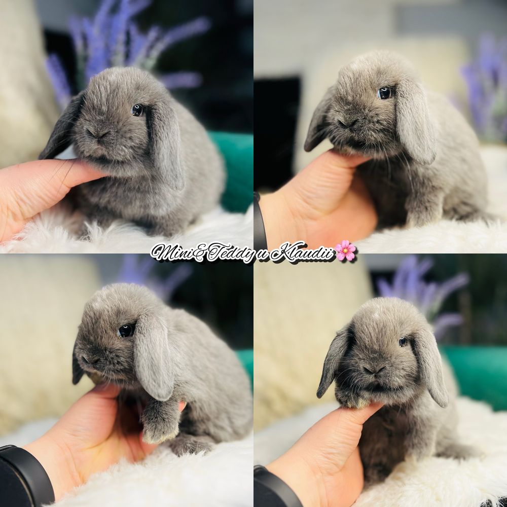 Rasowe króliczki MINI LOP (królik miniaturka) hodowla zarejestrowana