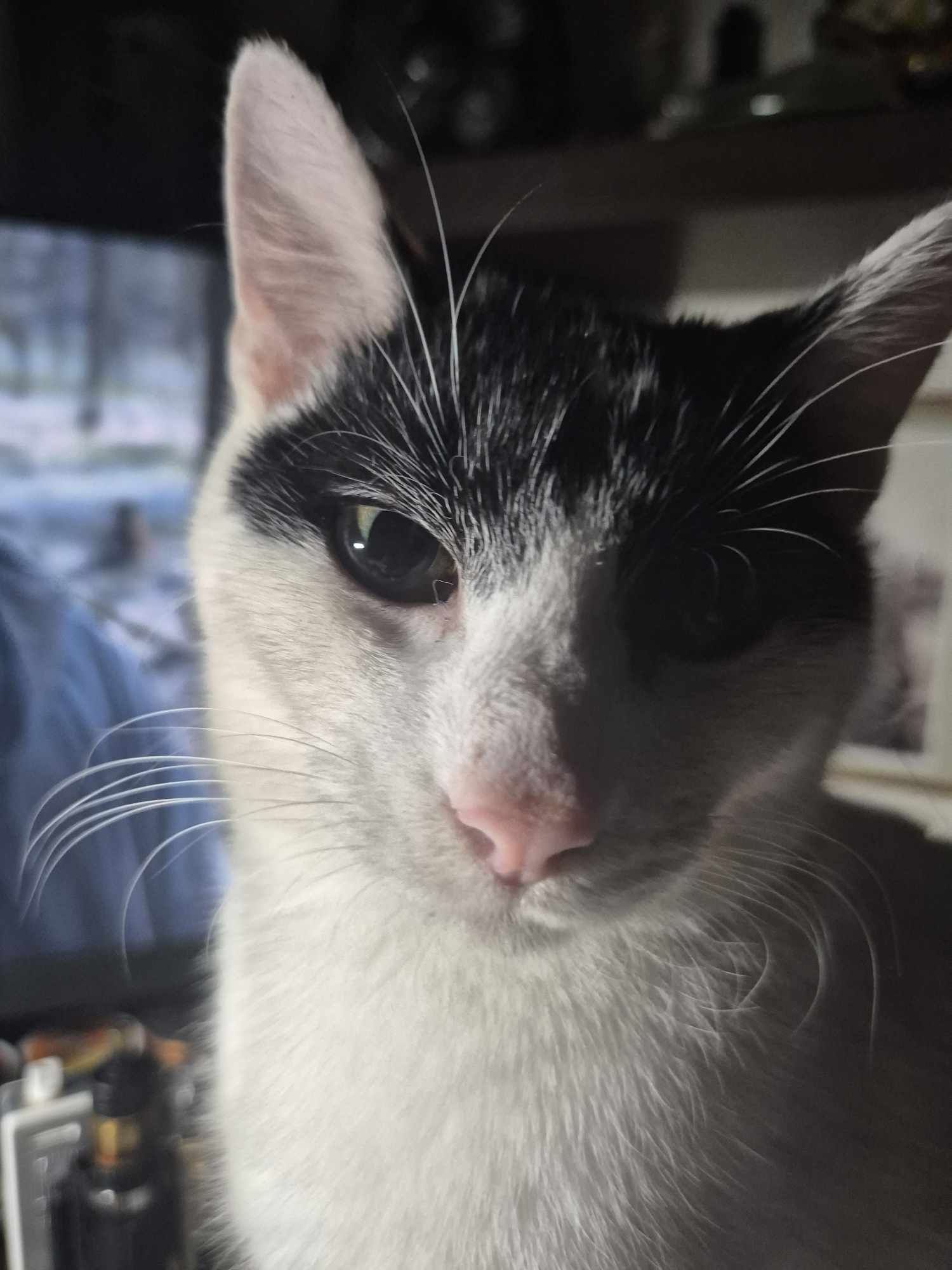 Kocurek Loki idealny na dokocenie do adopcji testy ujemne szczepiony!