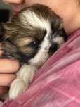 Prześliczna suczka shih tzu