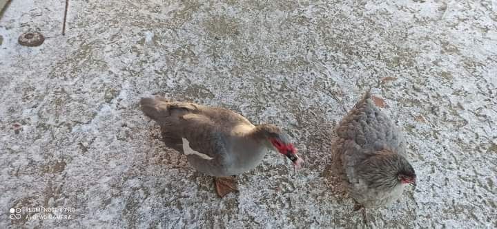 Jaja lęgowe kacze i kurze kochin I brachna