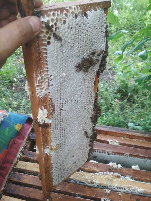 Гречаний мед - чудо природи