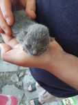 Одам котят бесплатно