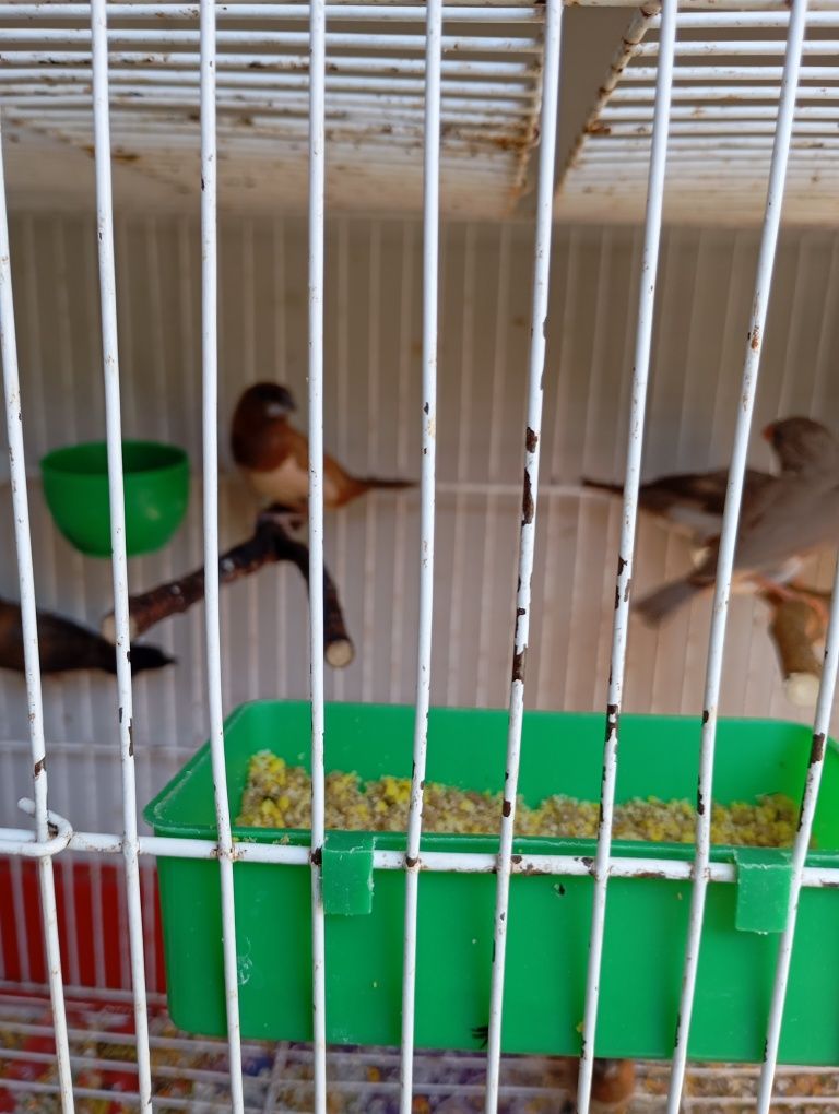 Bengalins, Mandarins