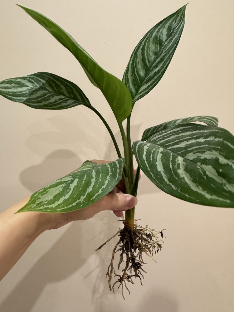 Аглаонема Страйпс Aglaonema  .