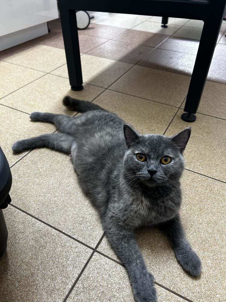 Kotcieta do adopcji