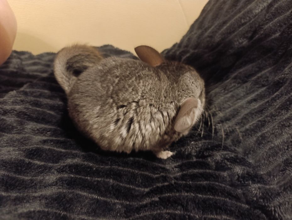 Szynszyla młoda oswojona