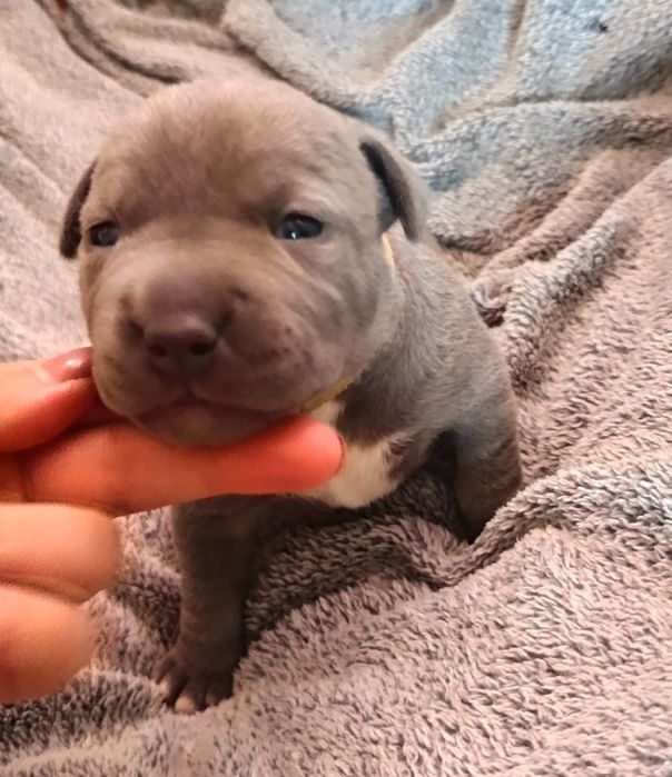 Suczka American Staffordshire Terrier, Amstaff
