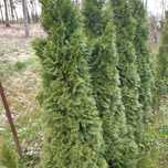 Tuja szmaragd 320-350 cm rosnąca w donicy