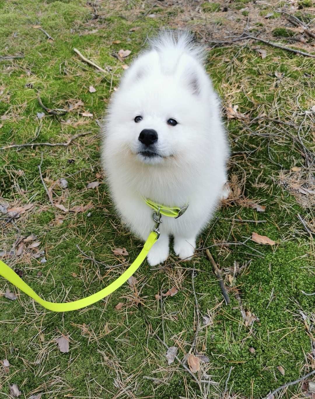 Samoyed piesek rodowód samoyed  puszysty śnieżnobiały szczeniak