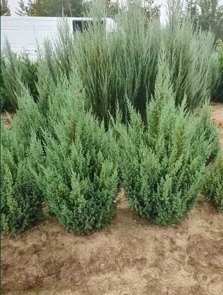 Ялівець китайський Stricta