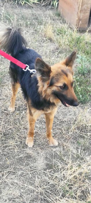 Віддаю гарного песика)